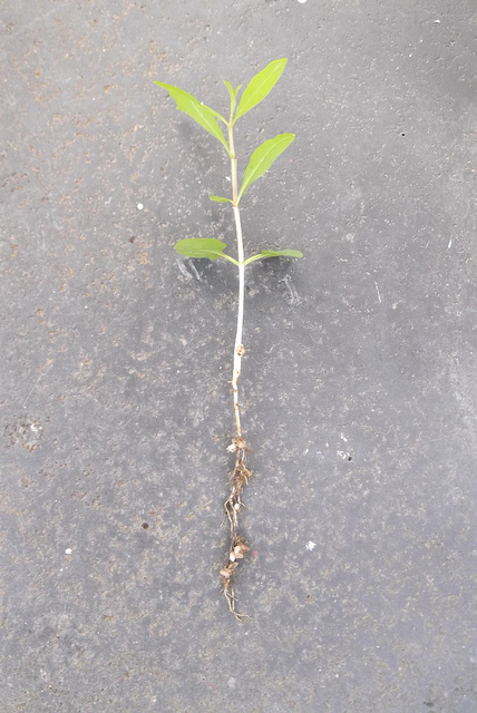 bonsai from seed